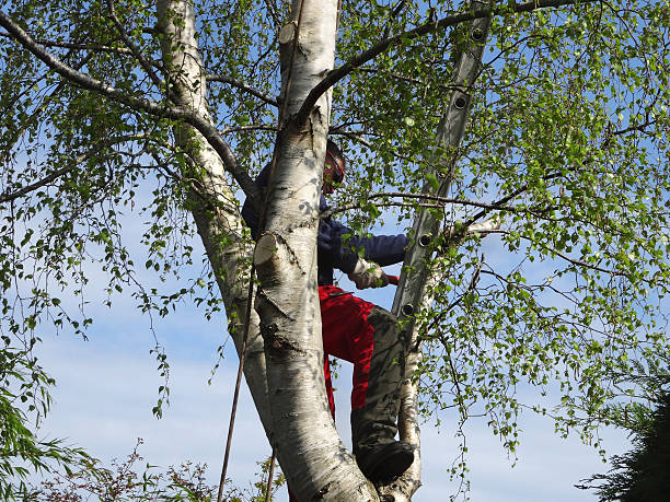 Best Storm Damage Tree Cleanup  in USA